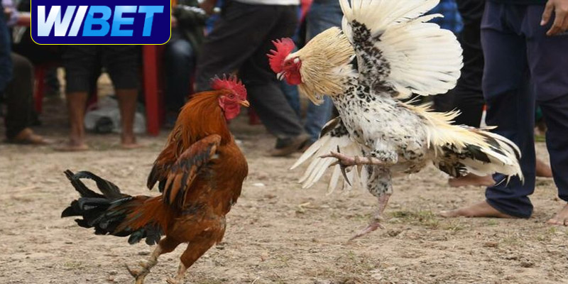 Cách xem tướng gà đá qua ngoại hình cùng WIBET