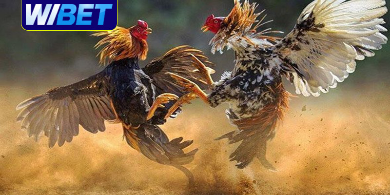 Cách xem tướng gà đá qua màu lông cùng WIBET