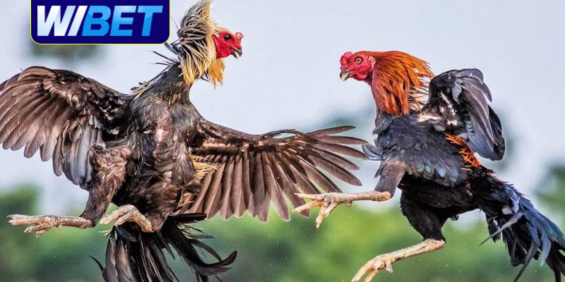 Cách xem tướng gà đá khi đi ngủ cùng WIBET