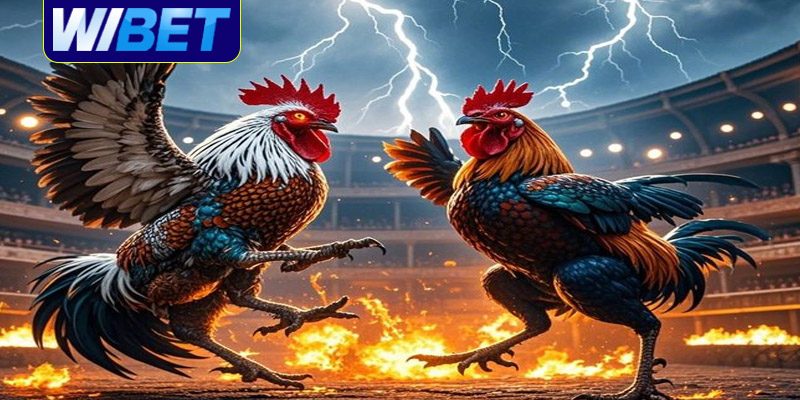 Các loại hình đá gà tại WIBET mà bạn không nên bỏ lỡ