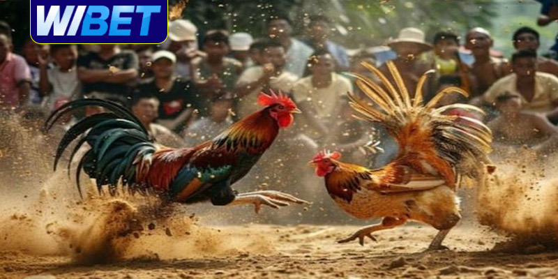 Nhà cái quy định luật đá gà tại WIBET như thế nào?
